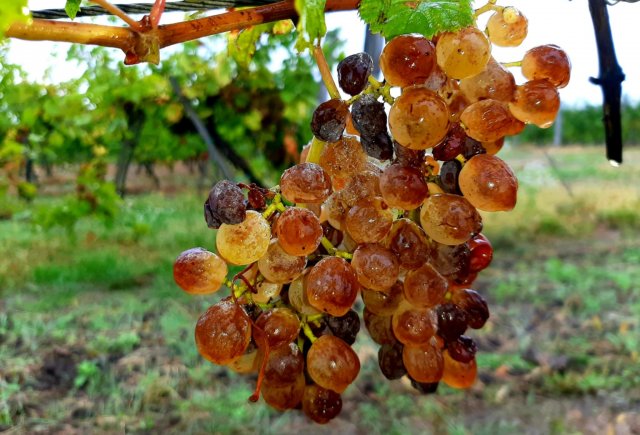 e6294027-9661-44ef-bce7-732d73b74caa